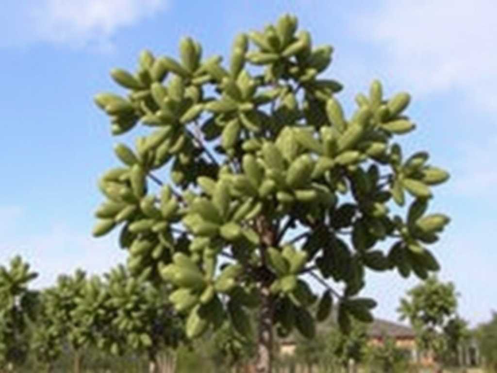 How to Identify Common Money Tree Varieties for Care(1) How to Identify Common Money Tree Varieties for Care(1)