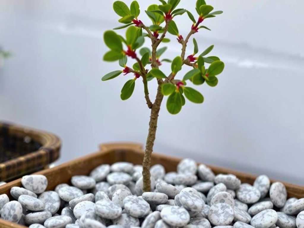How to Use Perlite to Improve Drainage for Money Trees