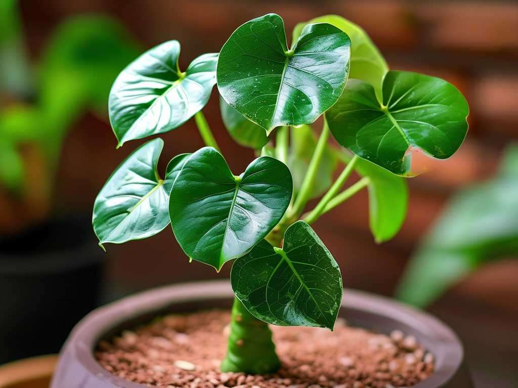 How to Avoid Sunburn on Money Tree Leaves