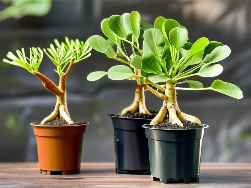 How to Separate Propagated Money Tree Seedlings