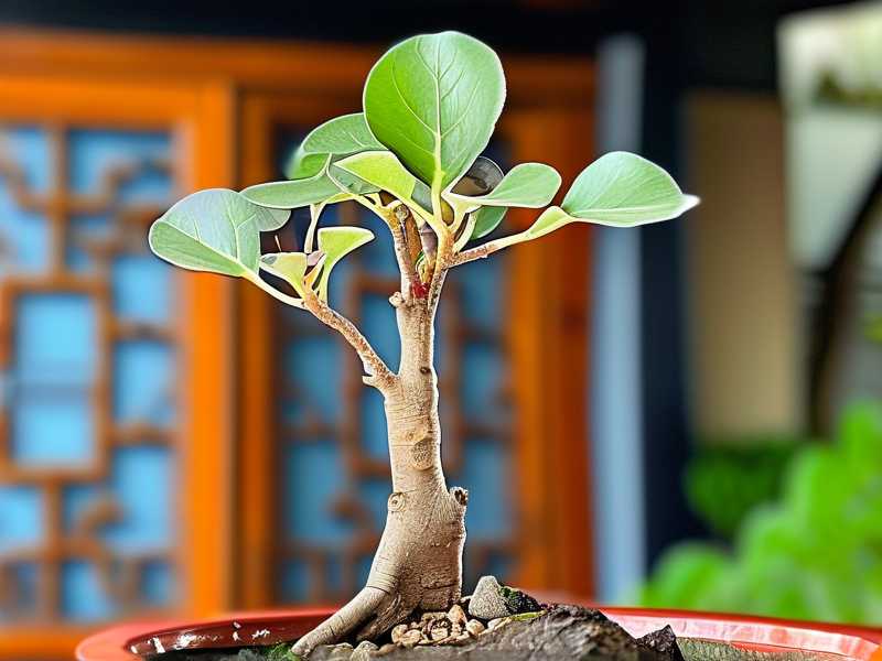 How to Propagate a Money Tree from a Cutting Without Leaves