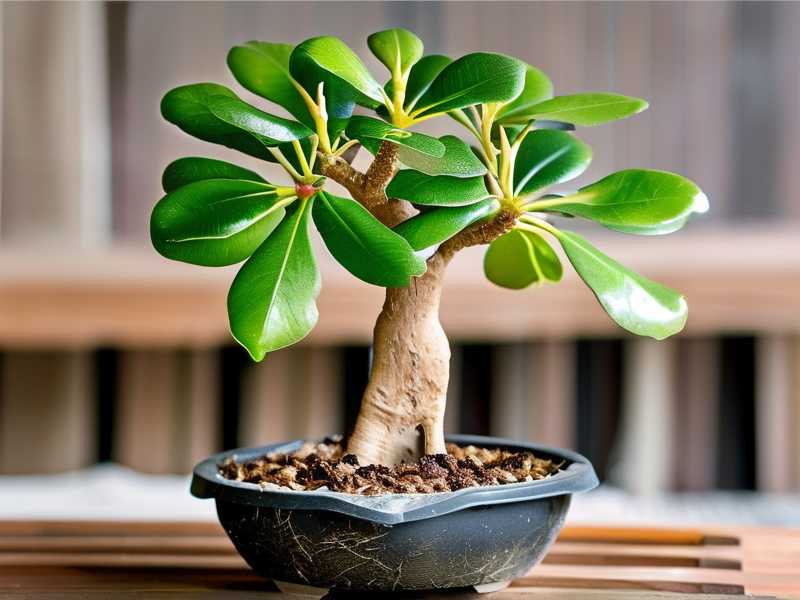 How to Propagate a Money Tree in Coconut Coir