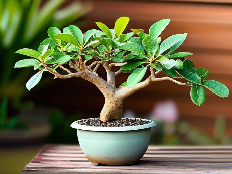 How to Propagate a Money Tree Outdoors in Summer(1) How to Propagate a Money Tree Outdoors in Summer(1)