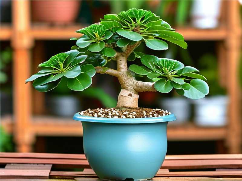 How to Propagate a Money Tree in a Greenhouse