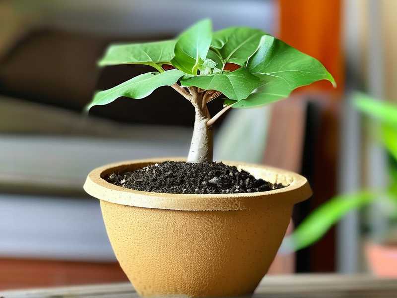 How to Transition Money Tree Cuttings from Leca to Soil How to Transition Money Tree Cuttings from Leca to Soil