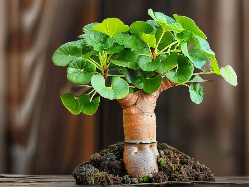 How to Boost Root Growth on Money Tree Cuttings
