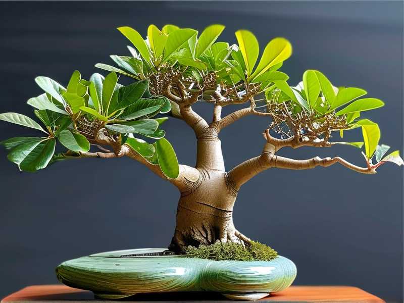 How to Propagate a Money Tree Bonsai