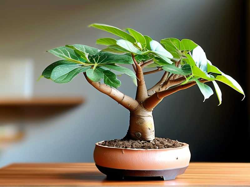 How to Propagate a Mature Money Tree by Division How to Propagate a Mature Money Tree by Division