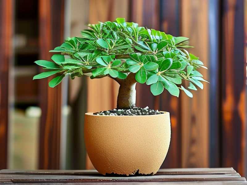 How to Propagate a Money Tree in Leca Balls(1) How to Propagate a Money Tree in Leca Balls(1)