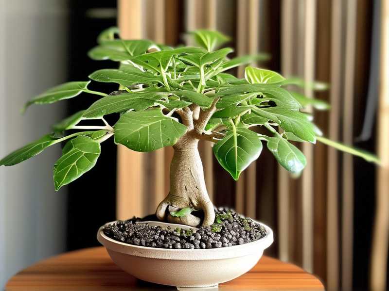 How to Propagate a Money Tree in Water Successfully(1) How to Propagate a Money Tree in Water Successfully(1)