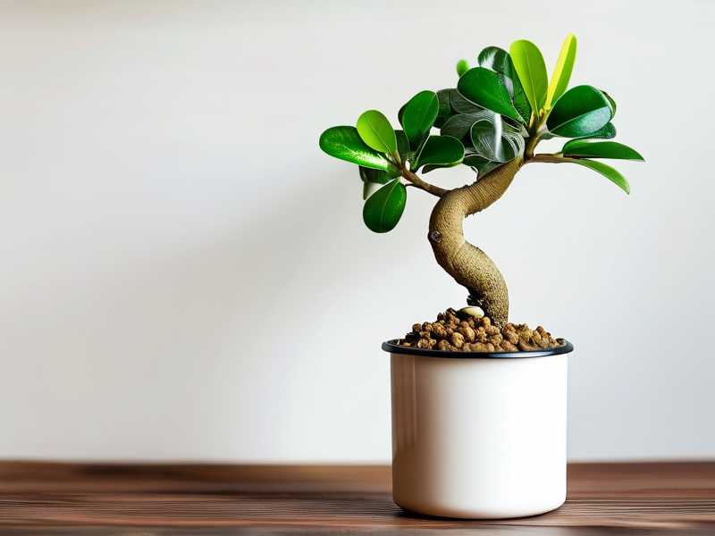 How to Clean Money Tree Saucer Stagnant Water That Attracts Pests