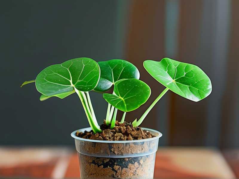 How to Treat Money Tree Transplant Stress Combined With Mild Pest Issues