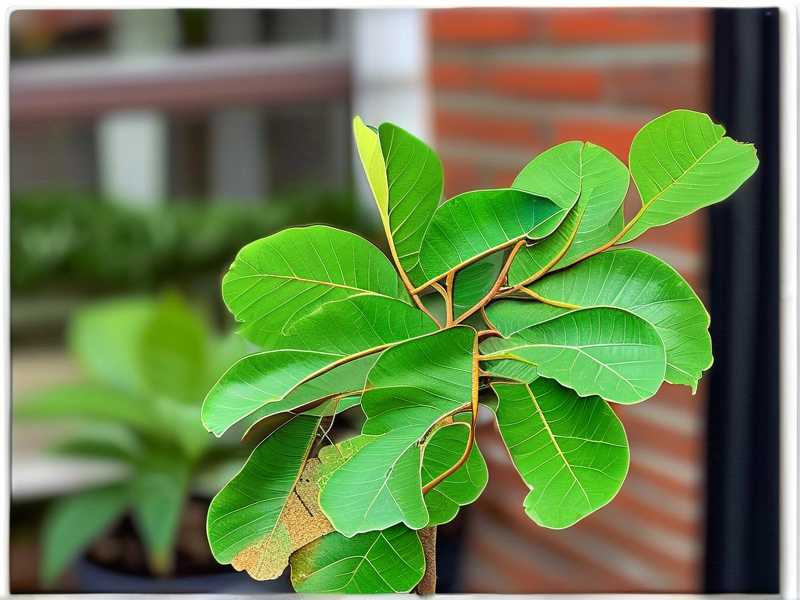 How to Tell If Money Tree Leaf Drop Comes From Pests or Disease(1) How to Tell If Money Tree Leaf Drop Comes From Pests or Disease(1)