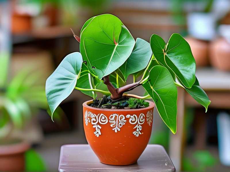 How to Treat Money Tree Stress Triggered by Repeated Pest Attacks