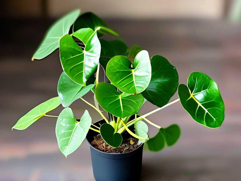 How to Treat Money Tree Pest Damage on New Emerging Leaves
