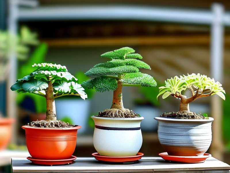 How to prevent root rot for money tree in non‑drainage decorative pots