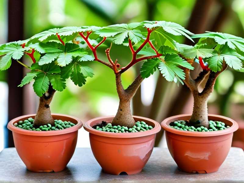 How to keep mealybug eggs out of money tree pot soil crevices(1) How to keep mealybug eggs out of money tree pot soil crevices(1)